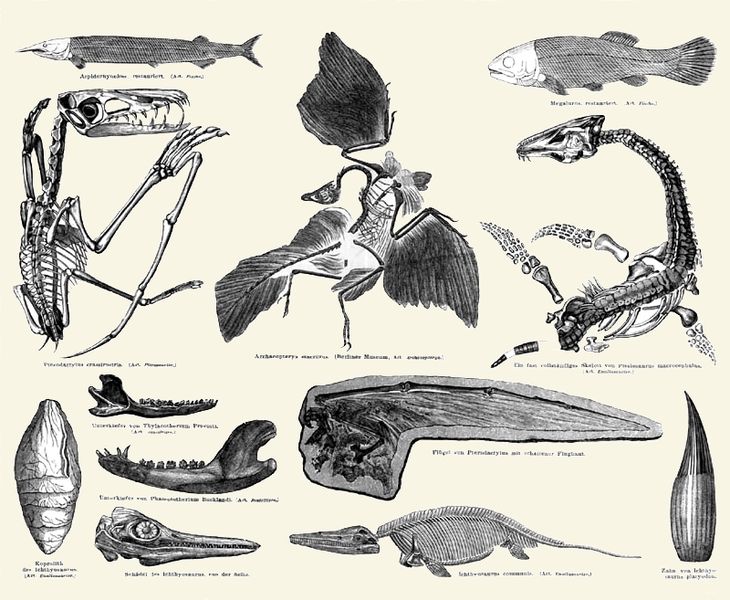 File:Vertebrate Jurassic fossils.jpg