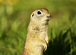 Thumbnail for Ground squirrel