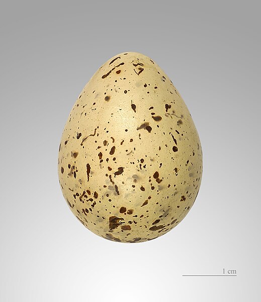 File:Actitis hypoleucos MHNT.jpg