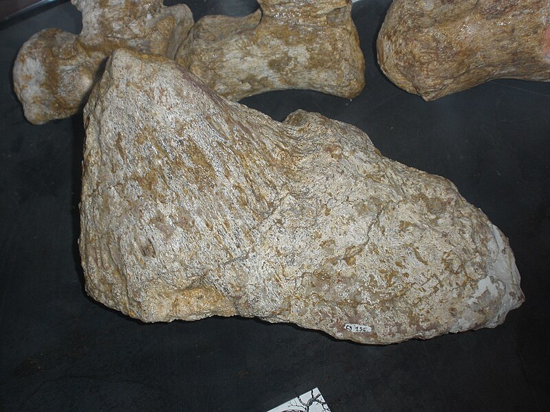 File:Ampelosaurus atacis osteoderm.JPG