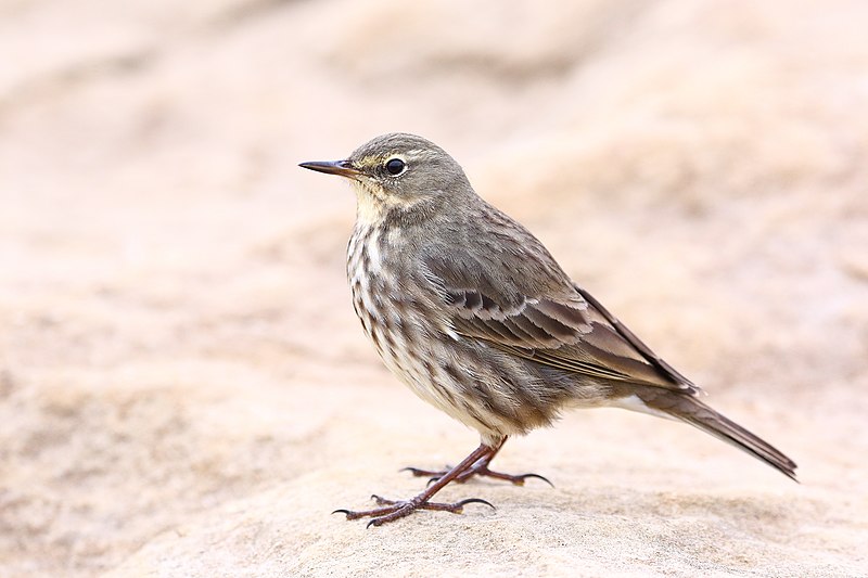 File:Anthus petrosus02.jpg