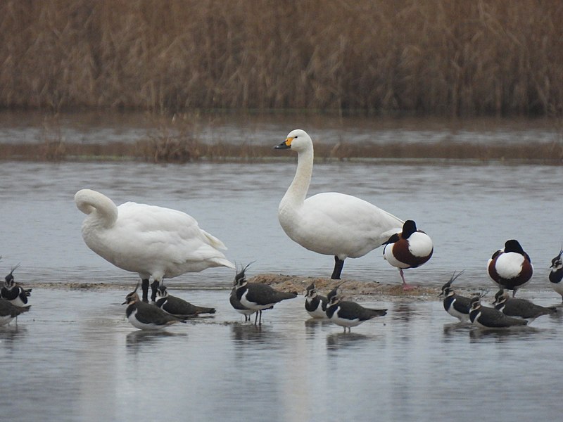 File:Bewick Swan.jpg