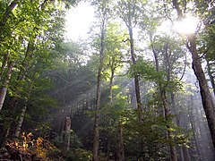 Biogradska Gora, one of the few European old-growth forest and a national park in Kolašin