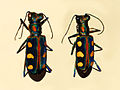 Thumbnail for Cicindela aurulenta