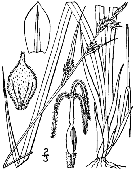 File:Carex communis BB-1913.png