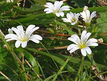 Cerastium alpinum ENBLA05.JPG