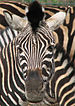 Zebra's bold pattern may provide motion dazzle