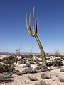 El árbol cirio es una planta endémica del pueblo de Cataviña.