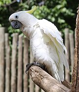 Cockatoo