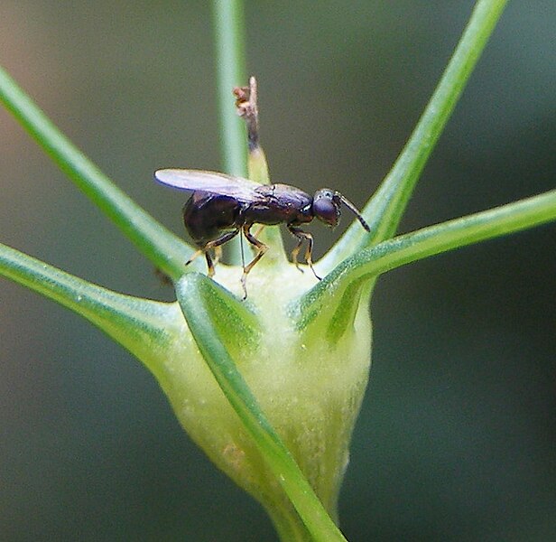 File:Eupelmus martellii.jpg