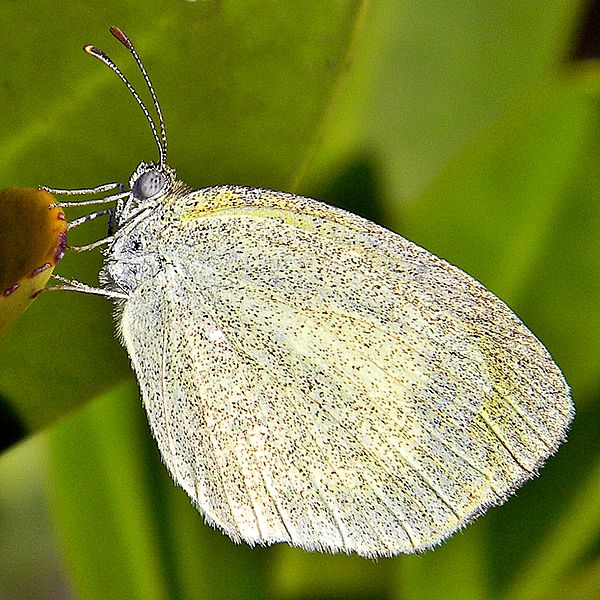 File:Eurema daira (Barred Yellow).jpg