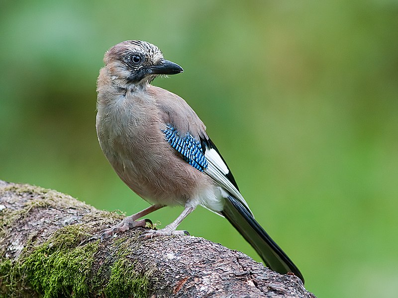 File:Garrulus glandarius -Scotland-8 (1).jpg