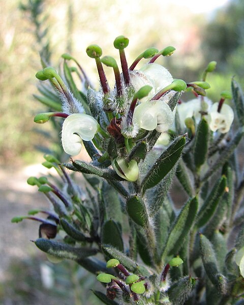 File:Grevillea jephcottii Maranoa.jpg