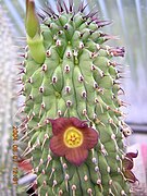 Hoodia officinalis