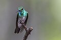 Image 9The mangrove hummingbird is endemic to Costa Rica and specializes in feeding from the tea mangrove plant with its uniquely shaped beak. (from Wildlife of Costa Rica)