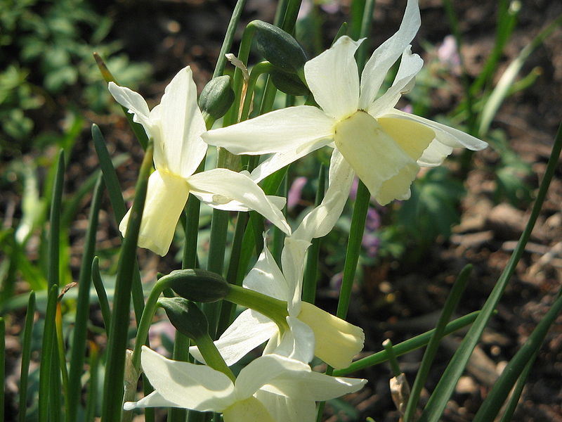 File:Narcissus triandrus cv.jpg