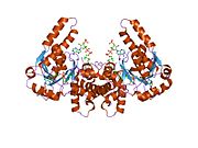 1f0y: L-3-HYDROXYACYL-COA DEHYDROGENASE COMPLEXED WITH ACETOACETYL-COA AND NAD+