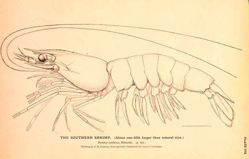 File:Penaeus line drawing.jpg