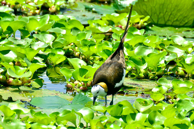 File:Pheasant-tailed Jacana (Hydrophasianus chirurgus).jpg