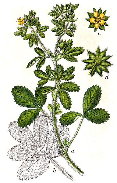 Файл:Potentilla norvegica Sturm17.jpg