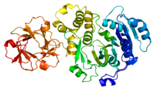 Protein GALNT1 PDB 1xhb.png