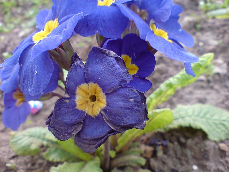 File:PurpleflowerStafford.JPG