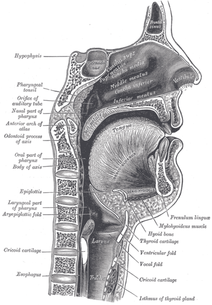 File:Sagittalmouth.png