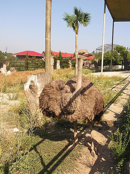 Файл:Zoo in Yalta 003.jpg