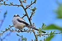 Long-tailed tit in northern Germany