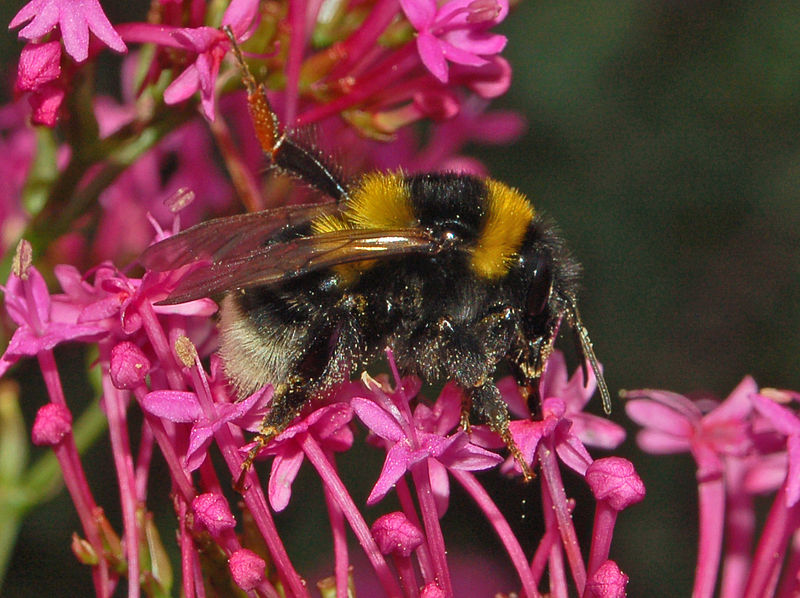 File:Apidae - Bombus ruderatus.JPG