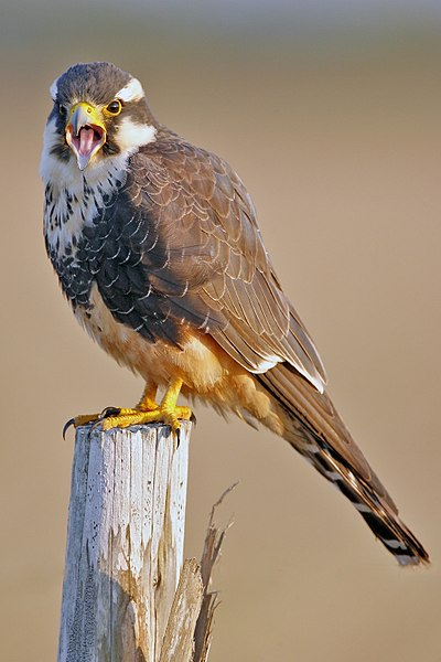 Файл:Aplomado Falcon portrait.jpg