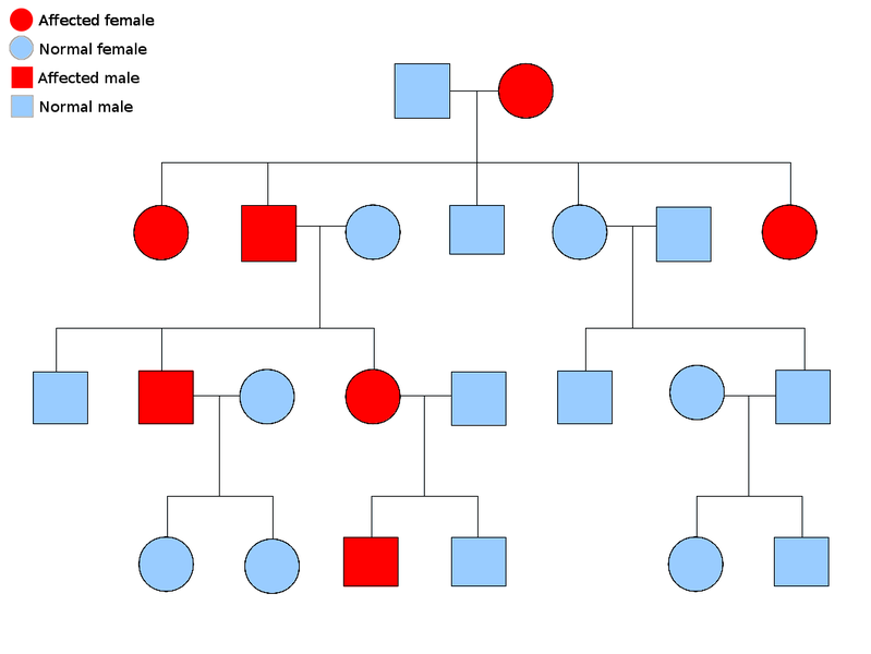 File:Autosomal dominant.png