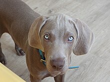 Cachorro de tres meses.