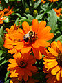 Abejorro, (Bombus sp.) Montreal