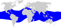 Distribución del tiburón sedoso