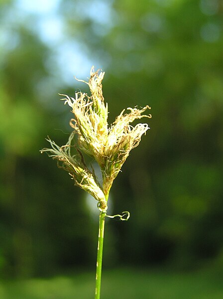 File:Carex curvata4.JPG