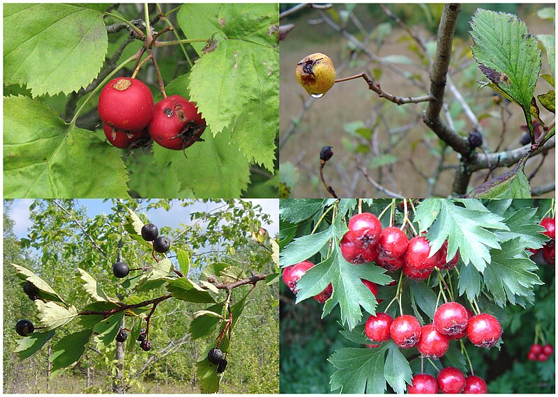 File:Crataegus, various species, fruit.jpg