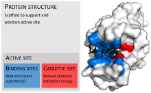 Enzyme structure.svg