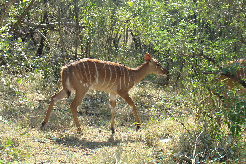 File:Female Nyala.JPG