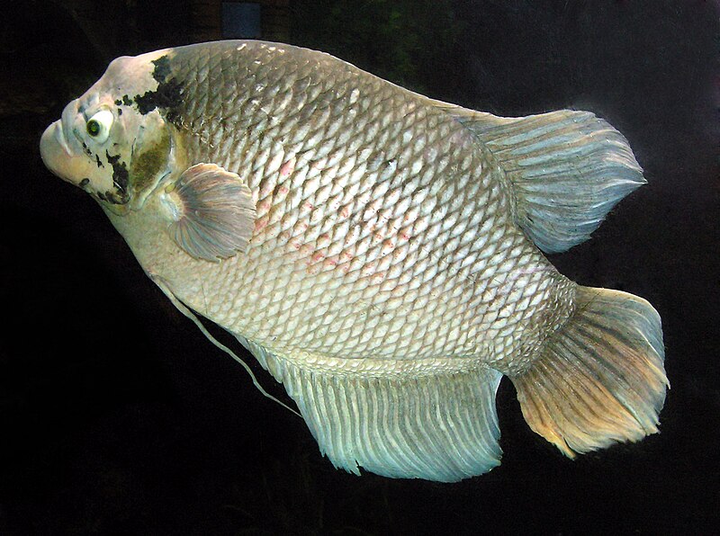 File:Giant.gourami.arp.jpg