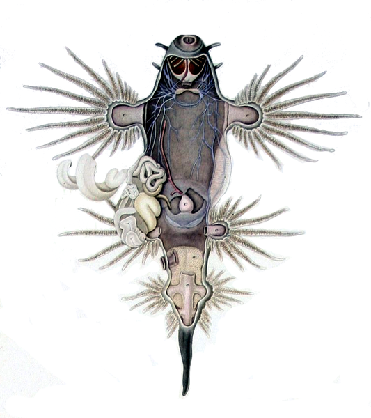 File:Glaucus atlanticus dissected.png