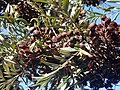 seed pods