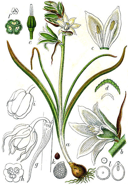 Файл:Hyacinthaceae sp Sturm33.jpg