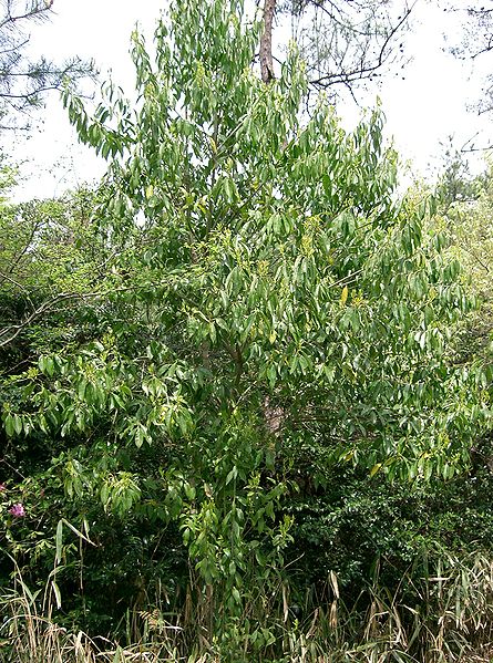 File:Ilex chinensis1.jpg