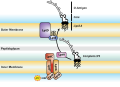 LPS Transport: Completed LPS molecules are transported across the periplasm and outer membrane by the proteins LptA, B, C, D, E, F, and G[7]