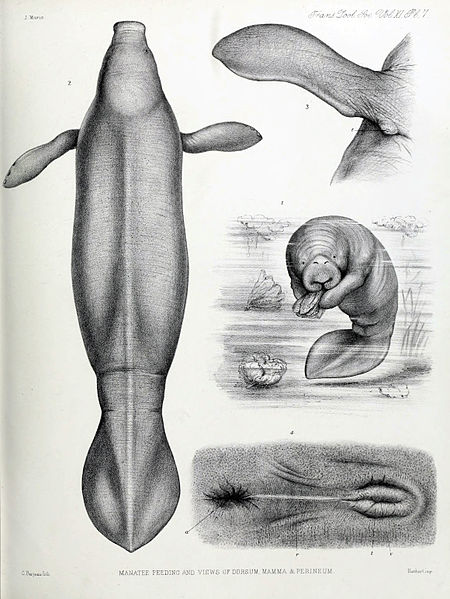 File:Manatee plate.jpg