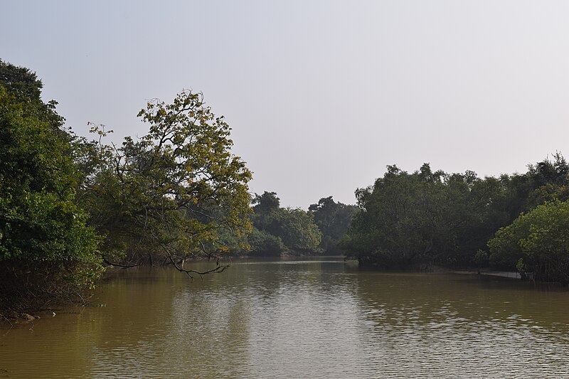 File:Mangroveforest5.jpg