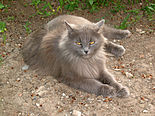 Male siberian cat.