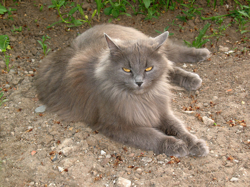 File:May cat.JPG