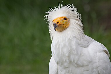 Egyptian vulture